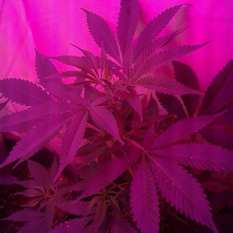Critical +2 growlog timeline photo