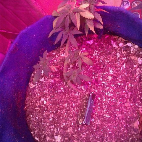 Sour Diesel growlog timeline photo