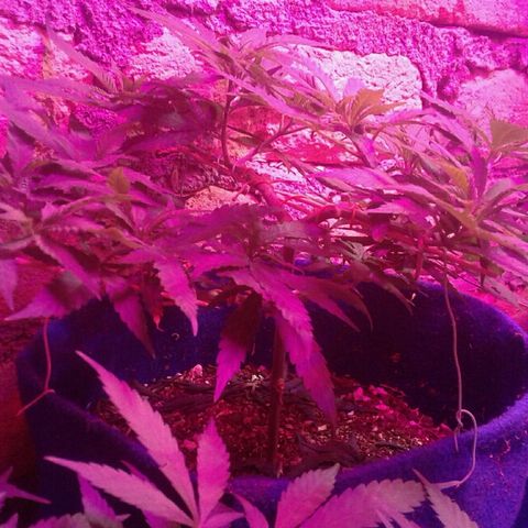 Moby-D growlog timeline photo