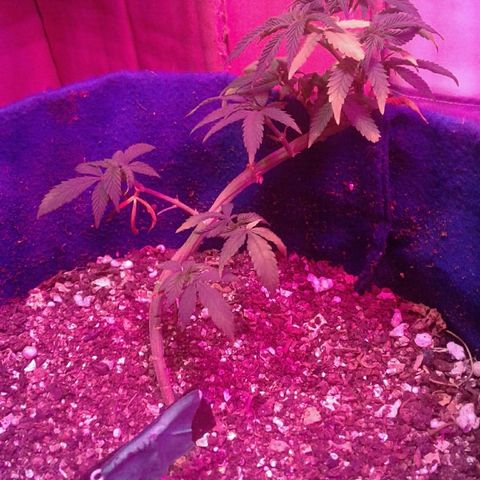 Sour Diesel growlog timeline photo