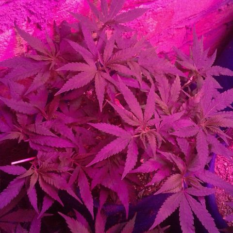 Moby-D growlog timeline photo