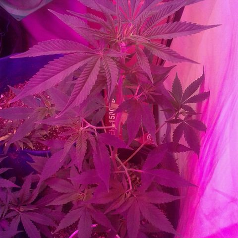 Critical +2 growlog timeline photo