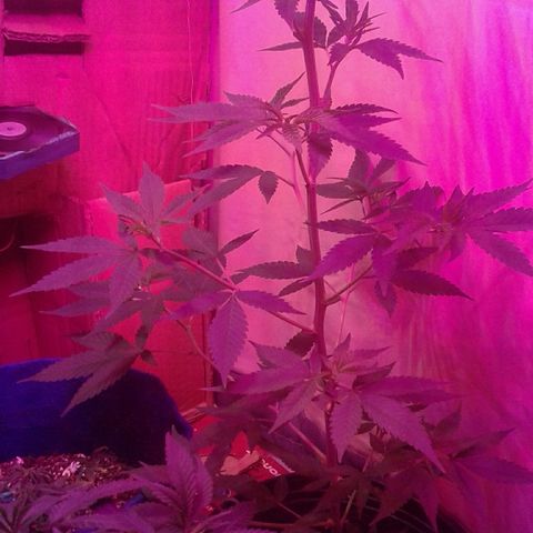 Critical +2 growlog timeline photo