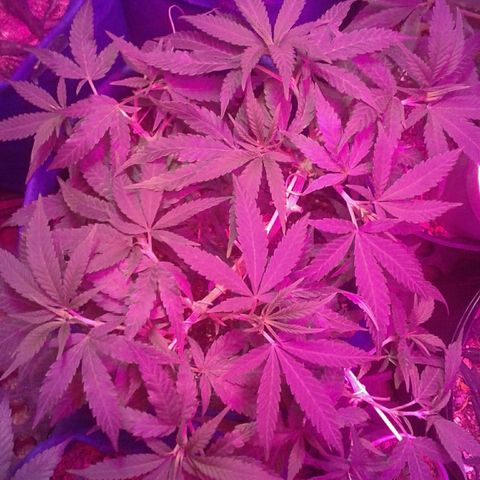 Moby-D growlog timeline photo