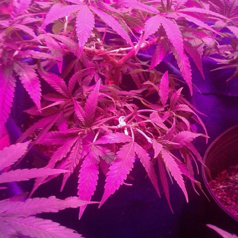 Moby-D growlog timeline photo