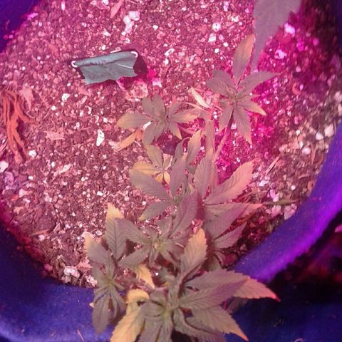 Sour Diesel growlog timeline photo