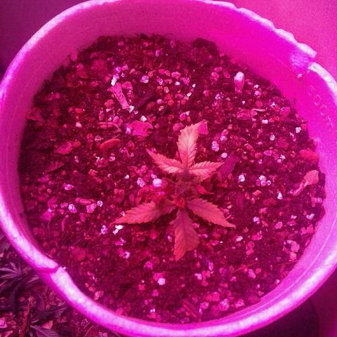 Sour Diesel growlog timeline photo
