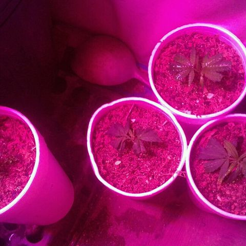 Moby-D growlog timeline photo