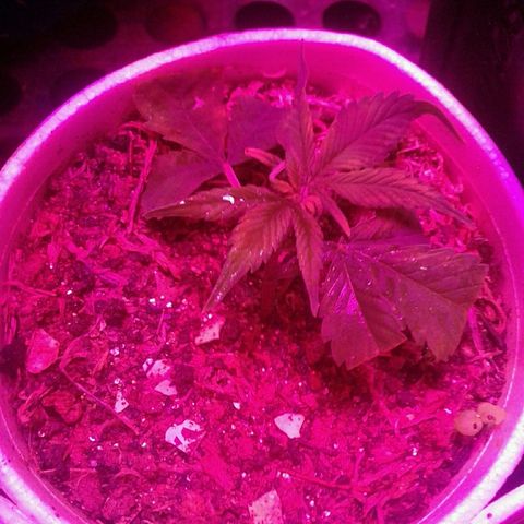 Critical +2 growlog timeline photo