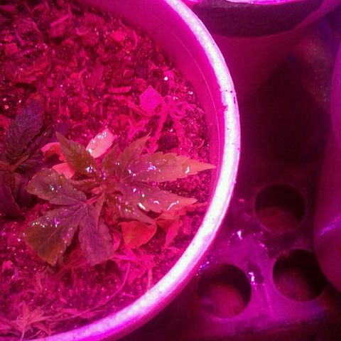 Critical +2 growlog timeline photo