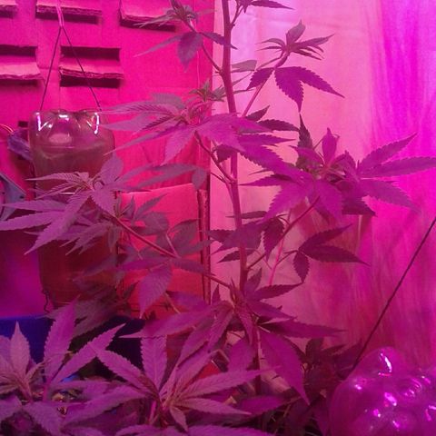 Critical +2 growlog timeline photo
