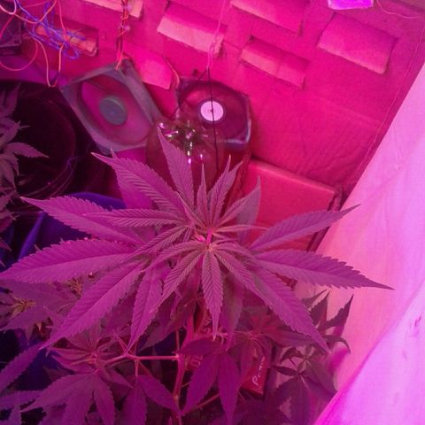 Critical +2 growlog timeline photo