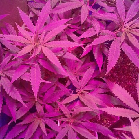 Moby-D growlog timeline photo