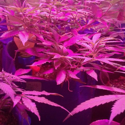 Moby-D growlog timeline photo