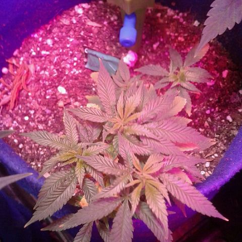 Sour Diesel growlog timeline photo