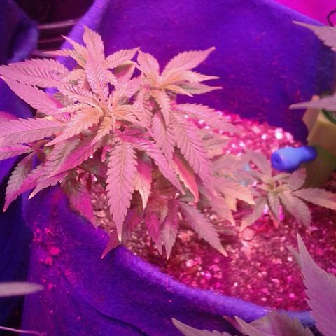 Sour Diesel growlog timeline photo