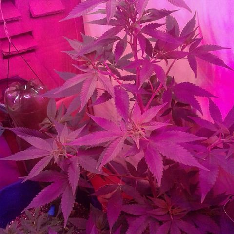Critical +2 growlog timeline photo
