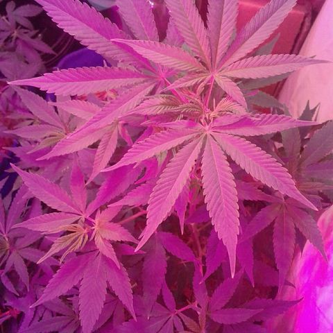 Critical +2 growlog timeline photo