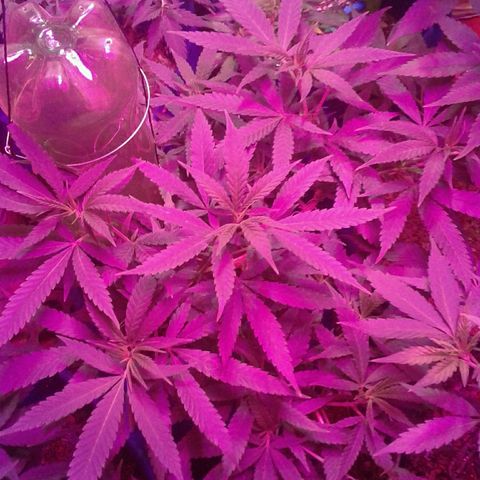 Moby-D growlog timeline photo