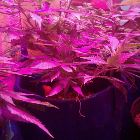 Moby-D growlog timeline photo