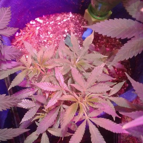 Sour Diesel growlog timeline photo