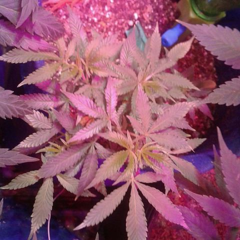 Sour Diesel growlog timeline photo