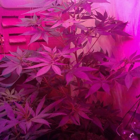 Critical +2 growlog timeline photo