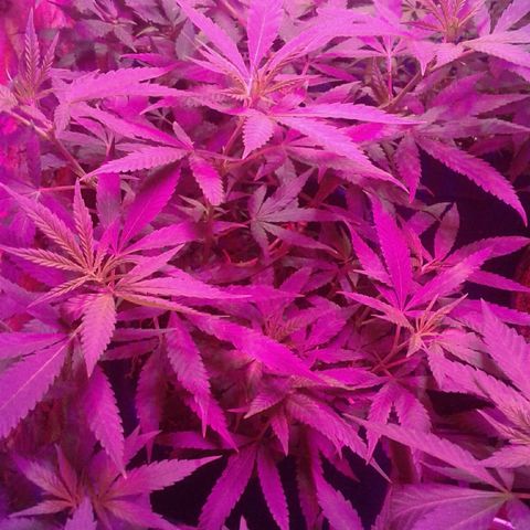 Moby-D growlog timeline photo