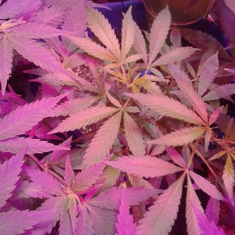 Sour Diesel growlog timeline photo