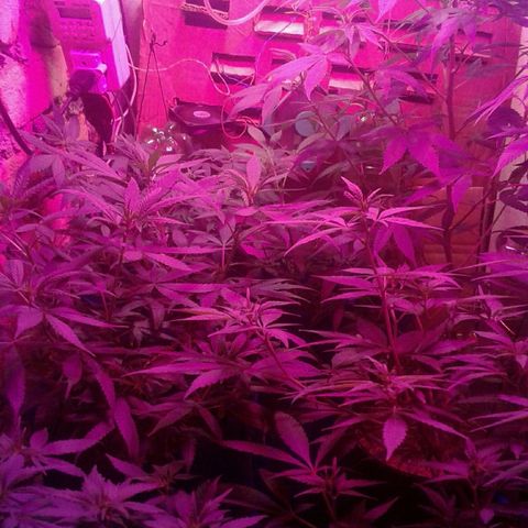 Moby-D growlog timeline photo