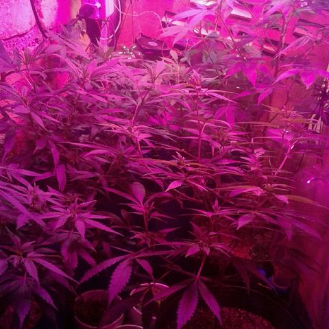 Moby-D growlog timeline photo