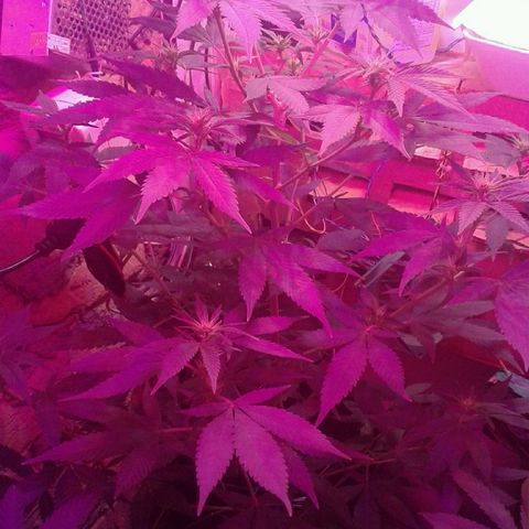 Critical +2 growlog timeline photo