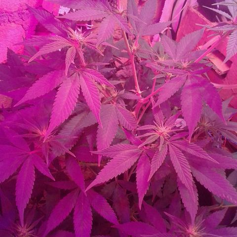 Critical +2 growlog timeline photo