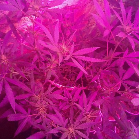 Moby-D growlog timeline photo