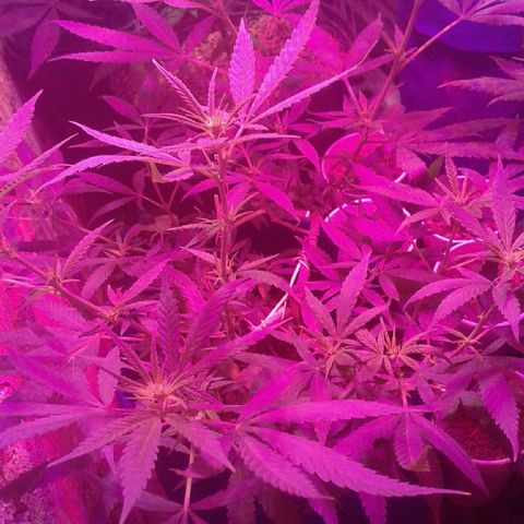 Moby-D growlog timeline photo