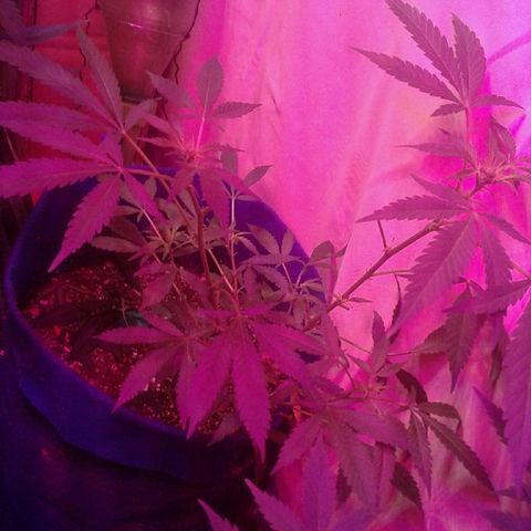 Sour Diesel growlog timeline photo