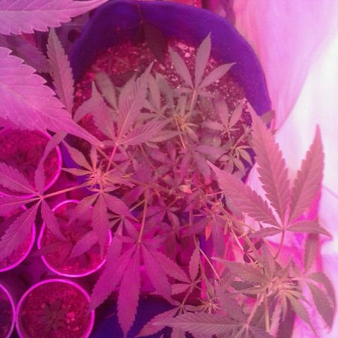 Sour Diesel growlog timeline photo