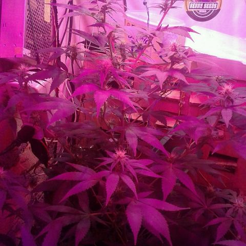 Critical +2 growlog timeline photo