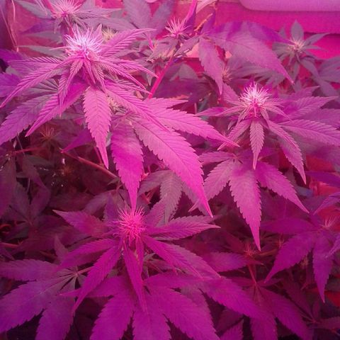 Critical +2 growlog timeline photo