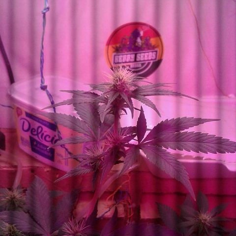 Critical +2 growlog timeline photo