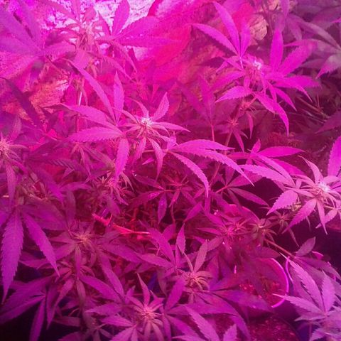 Moby-D growlog timeline photo