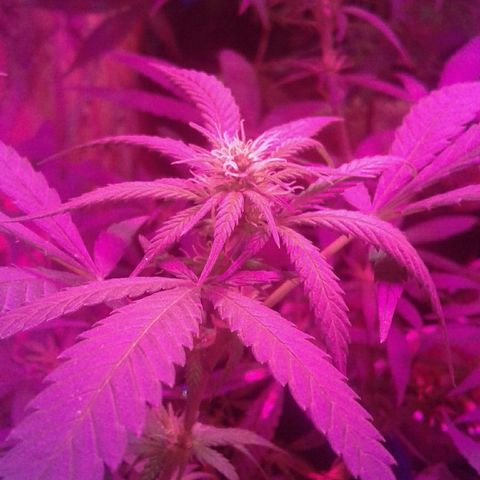 Moby-D growlog timeline photo