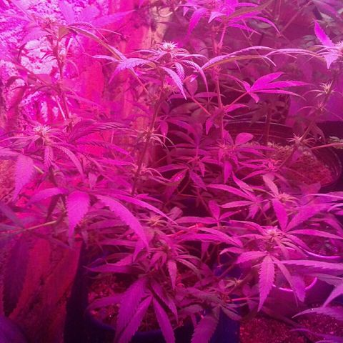Moby-D growlog timeline photo