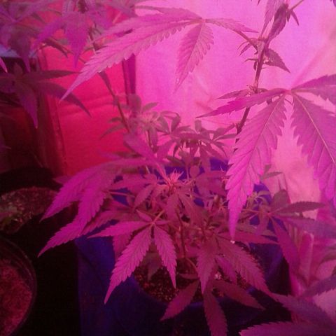 Sour Diesel growlog timeline photo