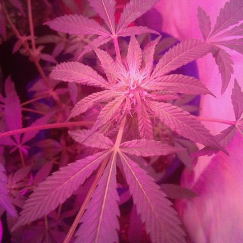 Sour Diesel growlog timeline photo
