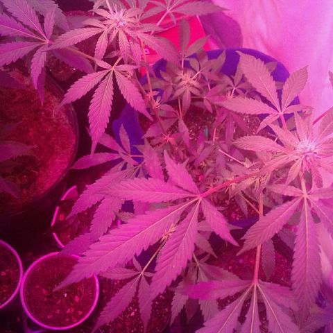 Sour Diesel growlog timeline photo