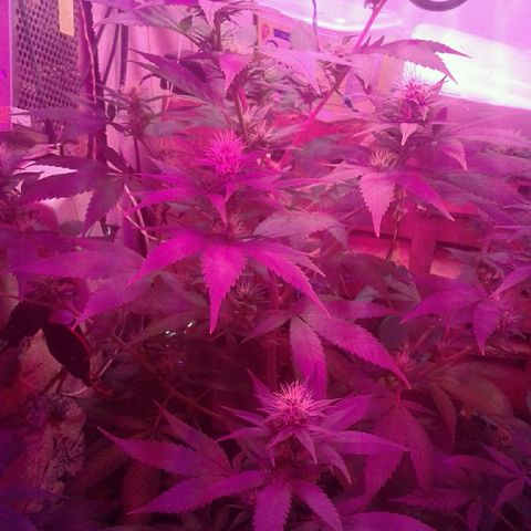 Critical +2 growlog timeline photo