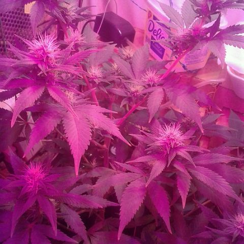 Critical +2 growlog timeline photo