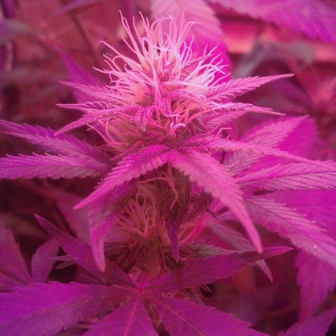 Critical +2 growlog timeline photo