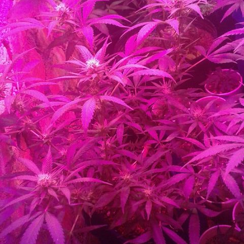 Moby-D growlog timeline photo